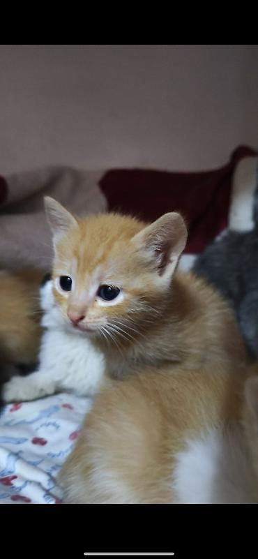 Кошки: Котики ищут дом и любящих хозяев))) есть котята 1,5 месяца и 3 — 4