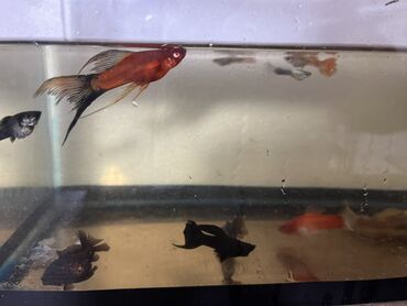 Balıqlar: Sülhsevər -da lalafo.az — 1 Balıqlar: Sülhsevər — 1