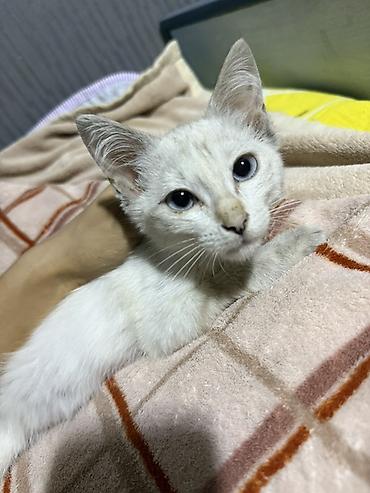 крысы белые: Котята домашние, ласковые и игривые.

К лотку приучены — 1