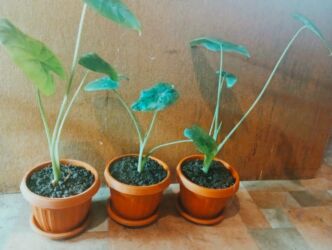 букеты бишкек: Алоказия, красивое комнатное растение от 250 сом за один 👈 (осталось 3