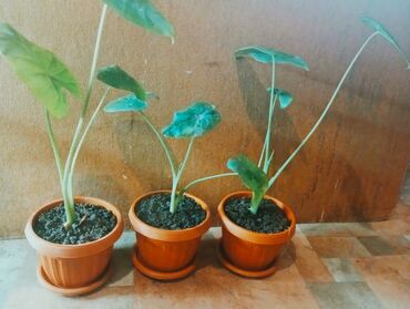 эне журогу: Алоказия, красивое комнатное растение от 250 сом за один 👈 (осталось 3