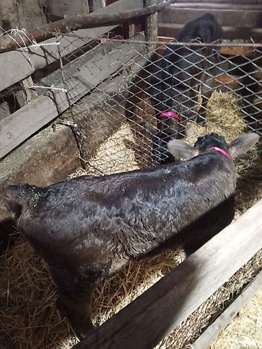 Другие с/х животные: Лошадь (серой масти) и телёнок (чёрной масти) - Лошадь: молодая — 8