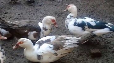 Ördəklər: 30 ədəd 2 aylıq Lal ördək balaları. 9 ədəd böyük Lal ördək. 2 ədəd — 2