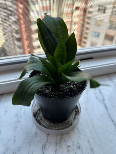 toxuma guller: Sanseveria (qilinc gulu)