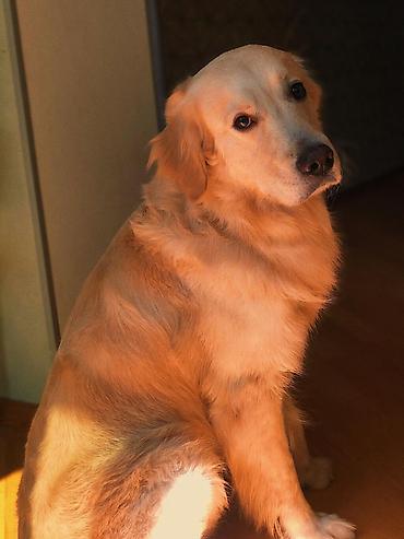 it adi: Retriever, 8 il, Erkək, Peyvəndli, Ünvandan götürmə — 1