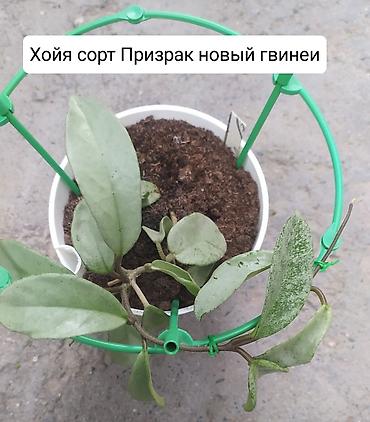 Другие комнатные растения: Продаю коллекцию Хойя — 3