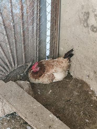 kənd colpası satışı: 🐔 YUMURTUYAN TOYUQLAR SATILIR! 🥚 10 ədəd yumurtuyan toyuqdur. Toyuqun — 3