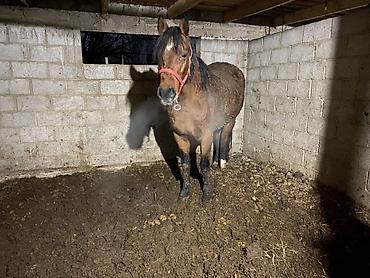 Лошади, кони: Продаю | Жеребенок | Для разведения — 14