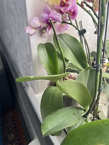 комнатные лимоны: Орхидеи Phalaenopsis в прозрачных горшках. - Окраски: нежно‑розовая с — 1