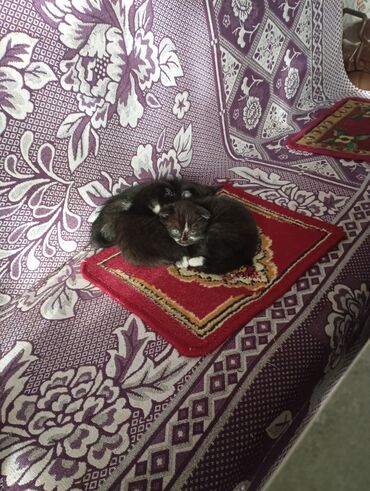 Продажа кошек: Котята от домашней кошки с вислыми ушками (на фото мама). Окрас у — 10