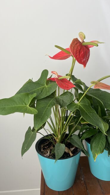 пионы цена: Продаю цветы цены договорные, можете подойти и выбрать🙌 антуриум