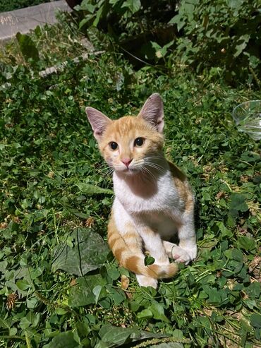 купить бурманскую кошку: 🧡Рыжий красавец ищет дом🧡 Репост пожалуйста 🙏 Мальчишка ласковый