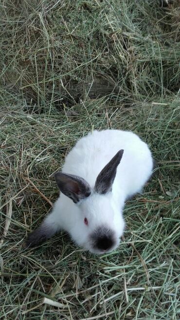 Декоративные кролики: Кролики — 18