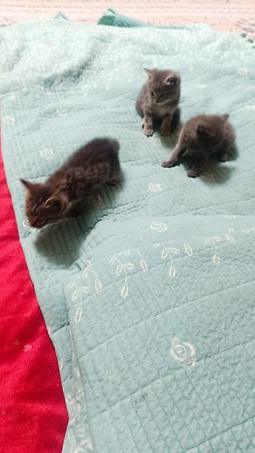 котята простые: Отдом бесплатно кошку доброе руки — 2