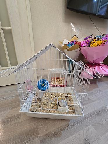 qaz balasl: Ağ rəngli xırda hamster üçün tam dəst qəfəs. HƏR ŞEY ÜSTÜNDƏ VERİLİR — 5