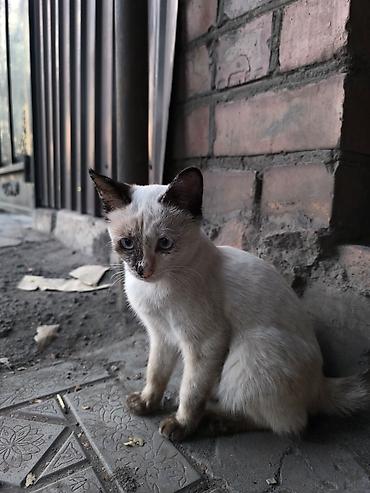 Кошки: Кошка даром: Беспородная, 4 месяца, Девочка — 10