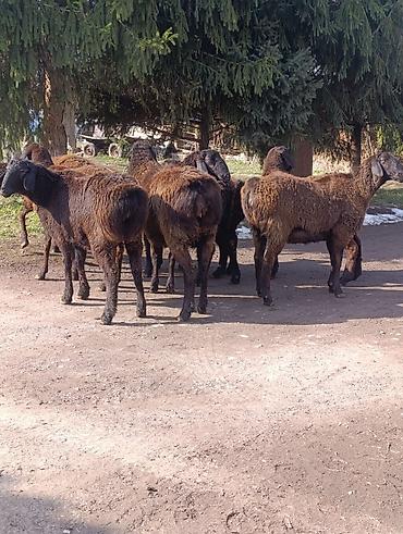 Баран, овца: Продаю | Овца (самка) | Для разведения | Ярка — 8