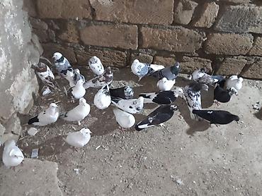 Quşlar: Məhsul: Ev göyərçinləri dəsti Təsvir: - Qarışıq rənglərdə və — 2