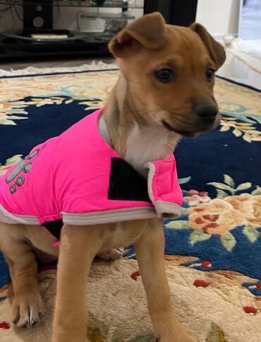 İtlər: Zərif və ağıllı ba - Cins: Cek Rassel Teryer - Rəng: qızılı-qəhvəyi — 4