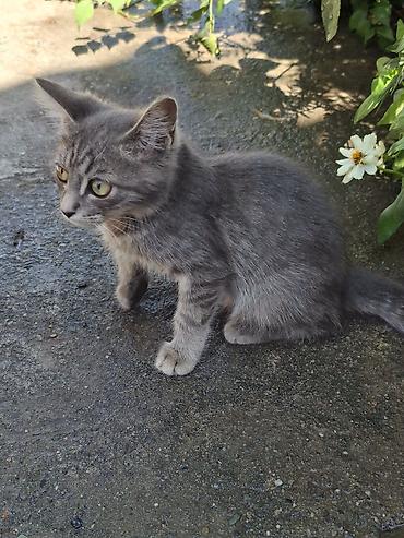кошки бишкек купить: Отдам даром,в хорошие руки!Котята, окрасы: серо-белый, чёрно-белый и — 4