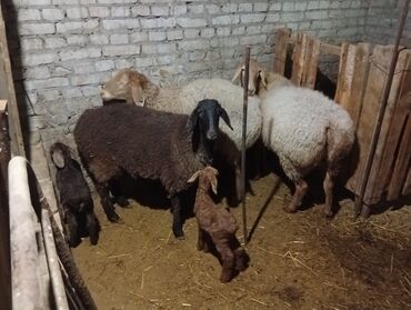 купить домик для кошки недорого: Сатам | Ургаачы кой (ургаачы) | Аргын | Көбөйтүү үчүн | Ургаачы