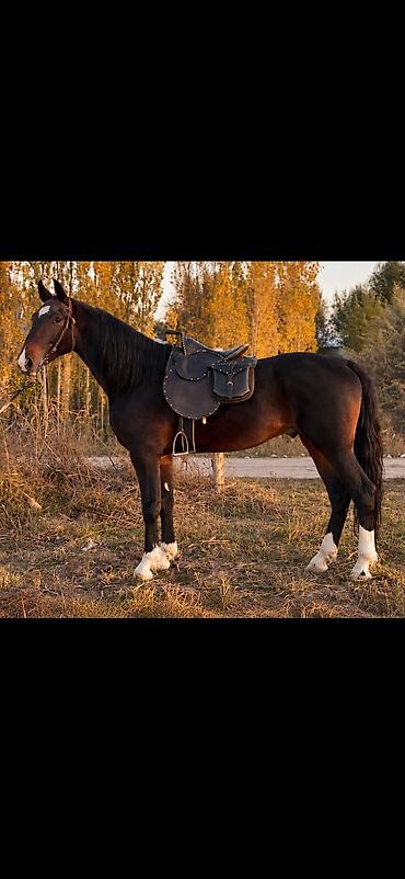 ээр токун: Продаю | Конь (самец), Жеребец | Кара Жорго | Для разведения, Рабочий, Конный спорт | Племенные, Осеменитель — 3