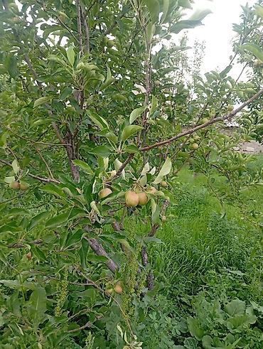 Продажа коттеджей и домов: ПРОДАЮ ДОМ! В городе Кара-Балта. Не большой но уютный дом. В доме — 17