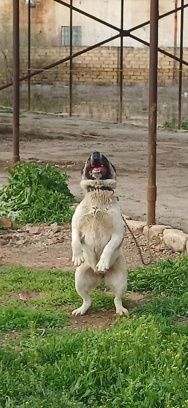 İtlər: Qurdbasar, 10 ay, Dişi, Peyvəndli — 9