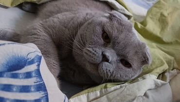 домик для птиц: Пропал кот, шотландский вислоухий .Цвет серый.Возраст 10 лет. Кот