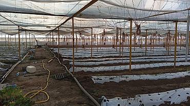 Теплицы: Теплица, предназначенная для выращивания различных — 19