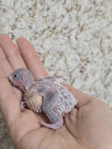 Tutuquşları: Ata ana qəfəs yuva 2 ətcəbala və 3 yumurta (içi doludur) 100 azn -da lalafo.az — 7 Tutuquşları: Ata ana qəfəs yuva 2 ətcəbala və 3 yumurta (içi doludur) 100 azn — 7