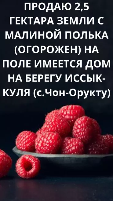 Горит очень срочно🔥🔥🔥 Продается уникальная малиновая плантация в связи