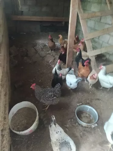 Курица, Для яиц, Самовывоз