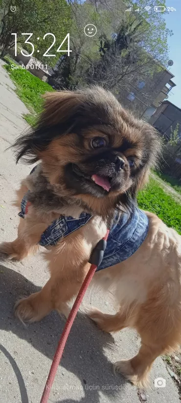 Pekines, 2 il, Erkek, Ünvandan götürmə