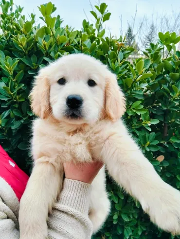 Retriever, 1 ay, Dişi, Ünvandan götürmə