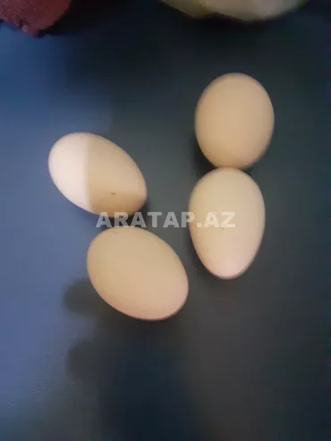 Brama serebris toyuqların yumurtası satılır