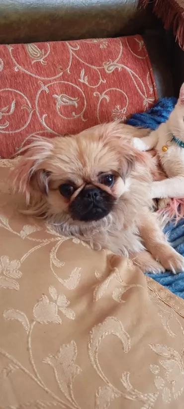 Pekines, 10 ay, Dişi, Peyvəndli, Ödənişli çatdırılma