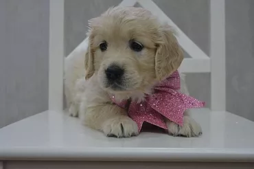 Retriever, 1 ay, Erkek, Ünvandan götürmə