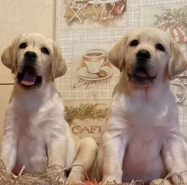 Labrador-retriver, 2 ay, Erkek, Peyvəndli, Ünvandan götürmə