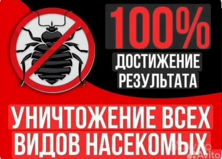 Дезинфекция, дезинсекция, | Подвал, погреб