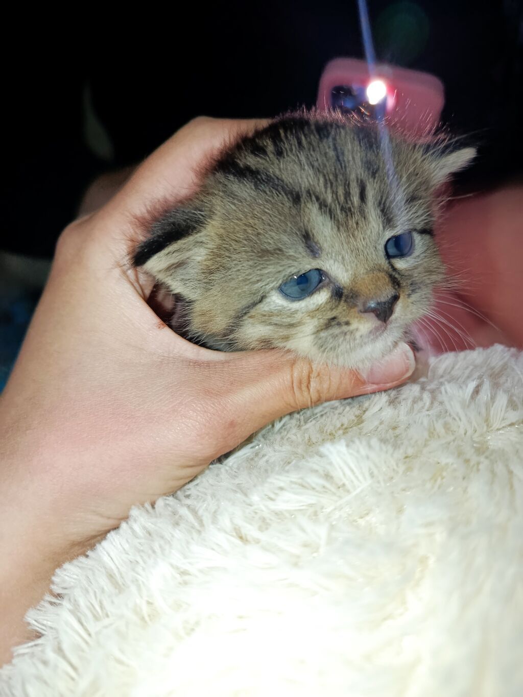 Скотиш Страйт (Шотландская прямоухая), 3 месяца, Девочка, Серый, Приучена к лотку: фото 7