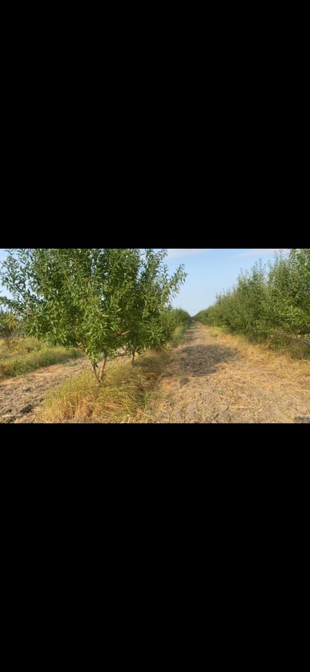 412 sot, Kənd təsərrüfatı, Mülkiyyətçi, Kupça (Çıxarış)