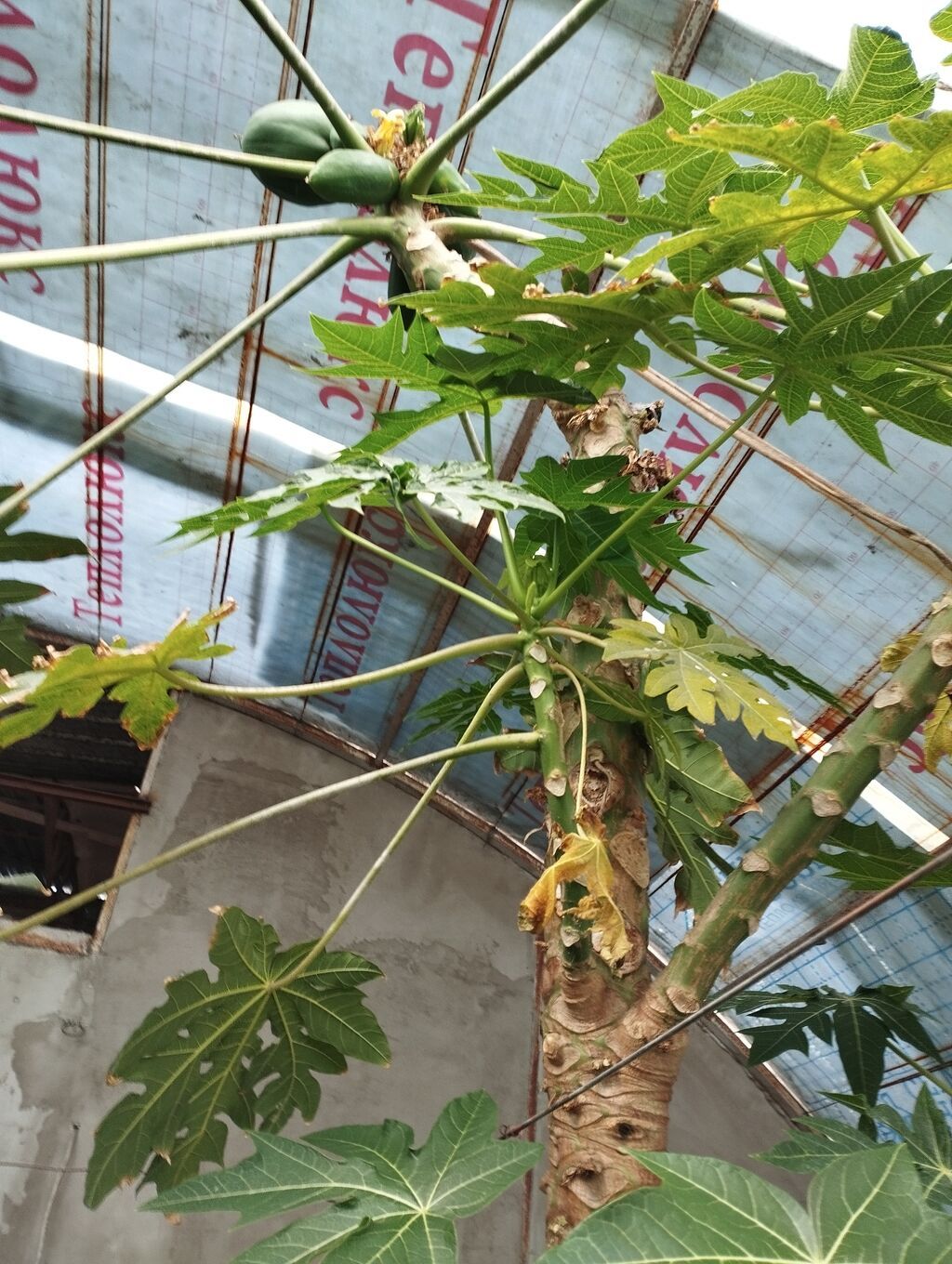 Папайя (Carica papaya) в горшках — саженцы для теплицы или зимнего: фото 7