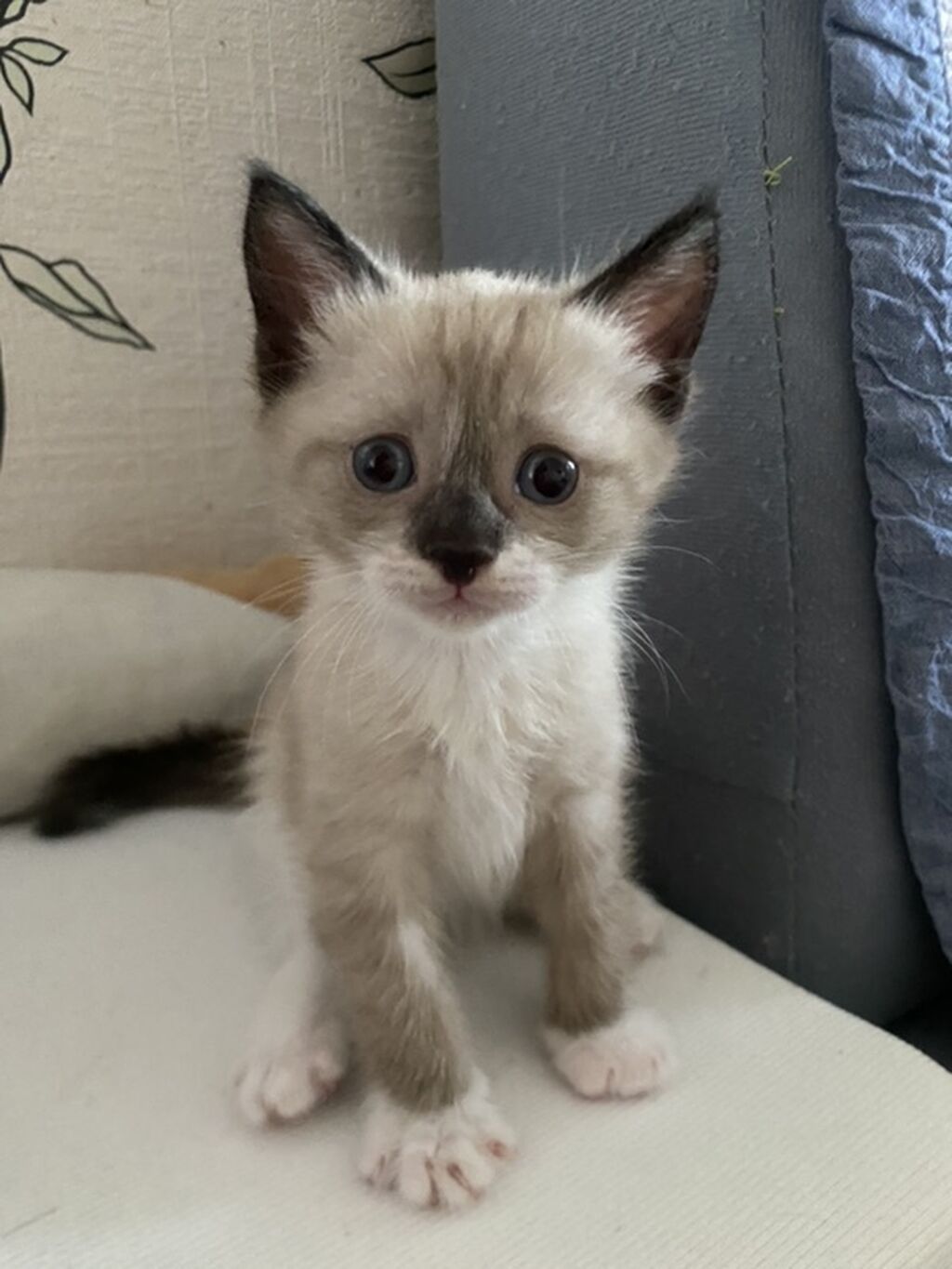Котята Тайские,черно белые приучены к лотку кушают детский корм: фото 2