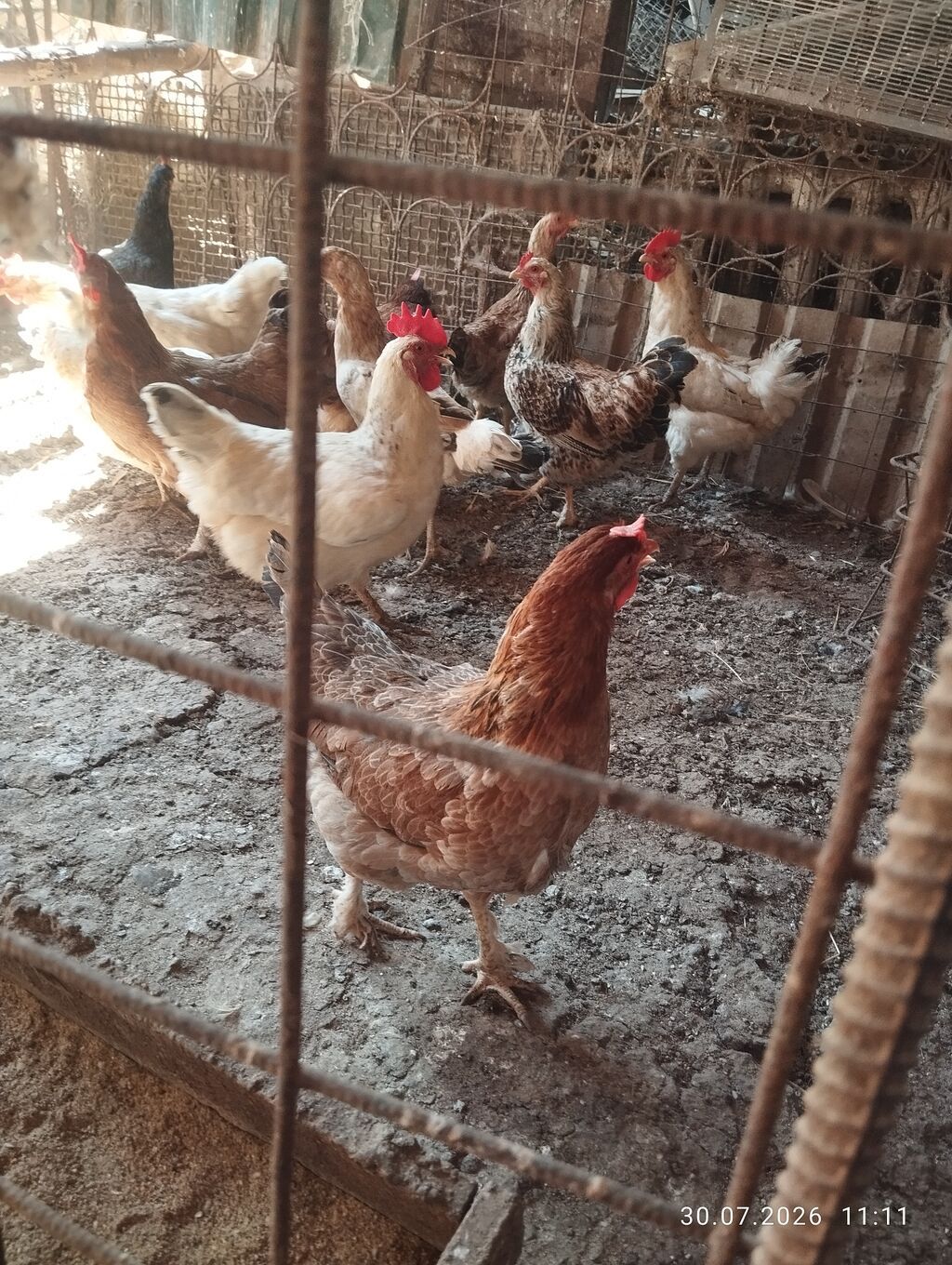 Продаю | Куры | На забой, Для разведения, Несушки: фото 2
