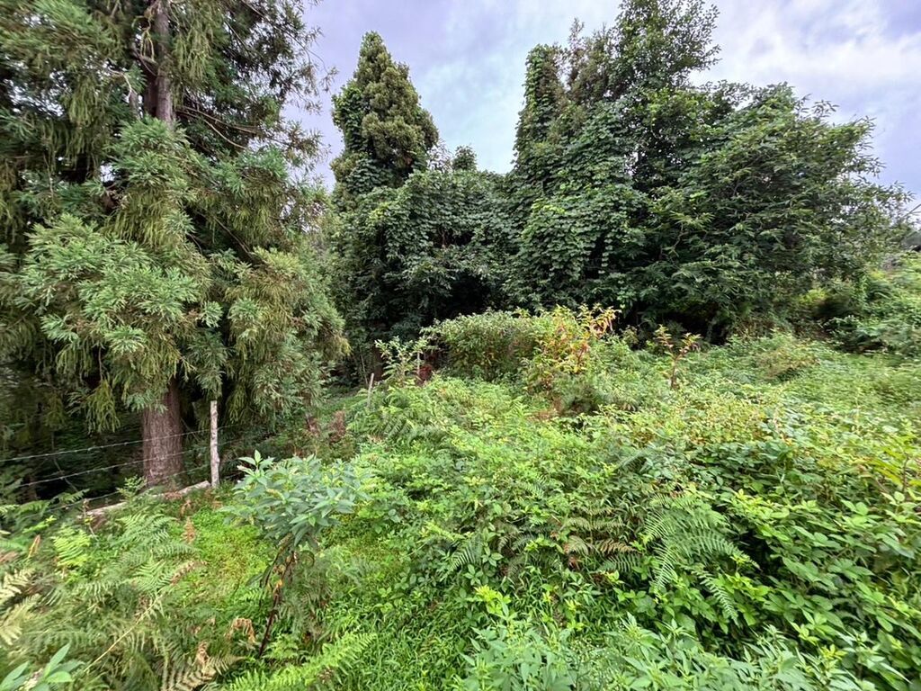 Tikinti