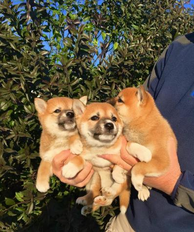 Για σκύλους: Shiba Inu Σίμπα Ίνου σε lalafo.gr Shiba Inu Σίμπα Ίνου σε Αθήνα