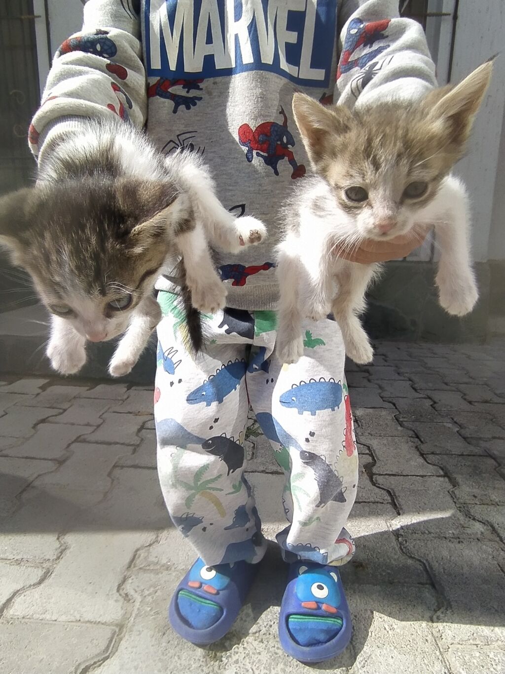 Сибирская кошка котята (62 фото)