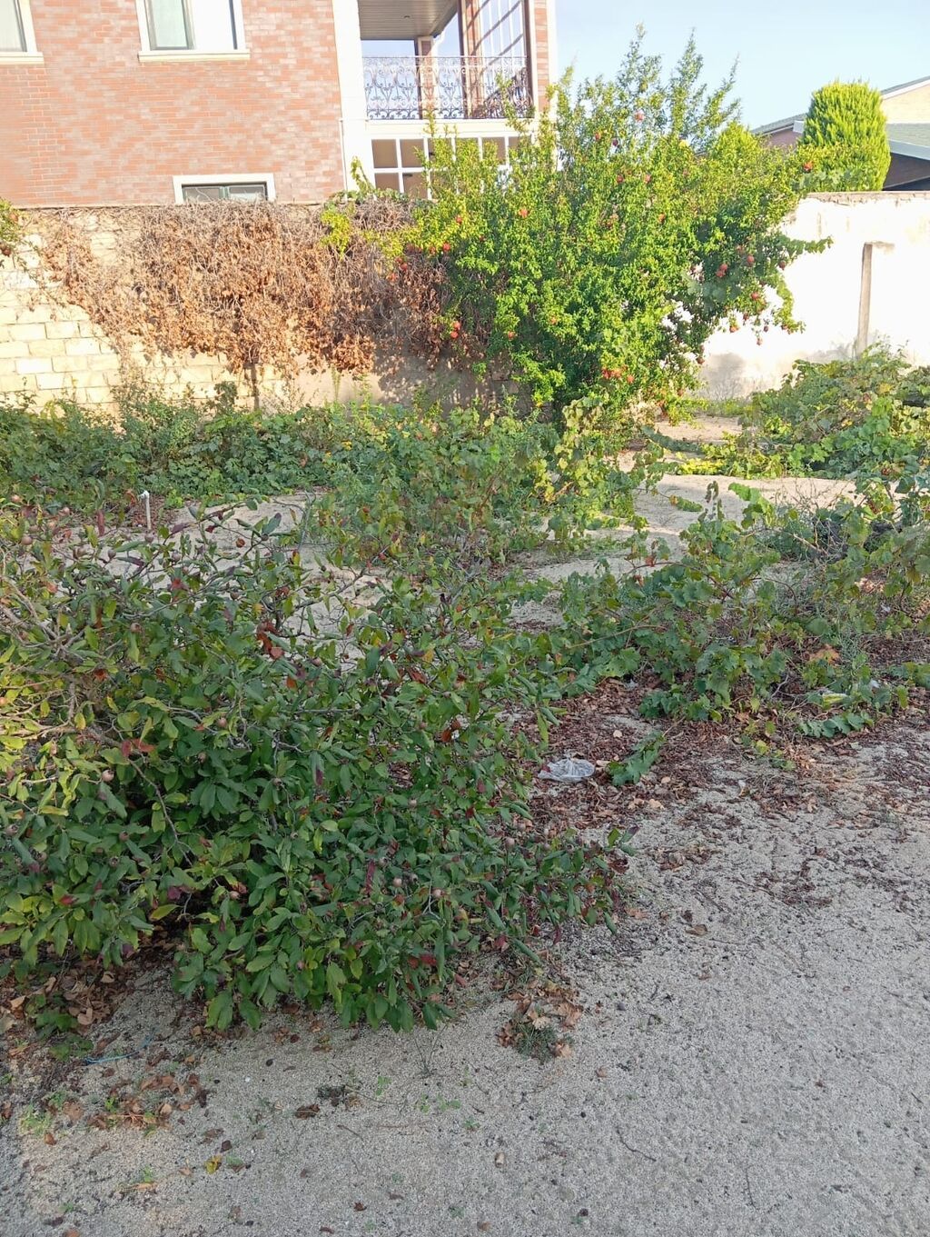 8 sot, Tikinti, Mülkiyyətçi, Kupça (Çıxarış)