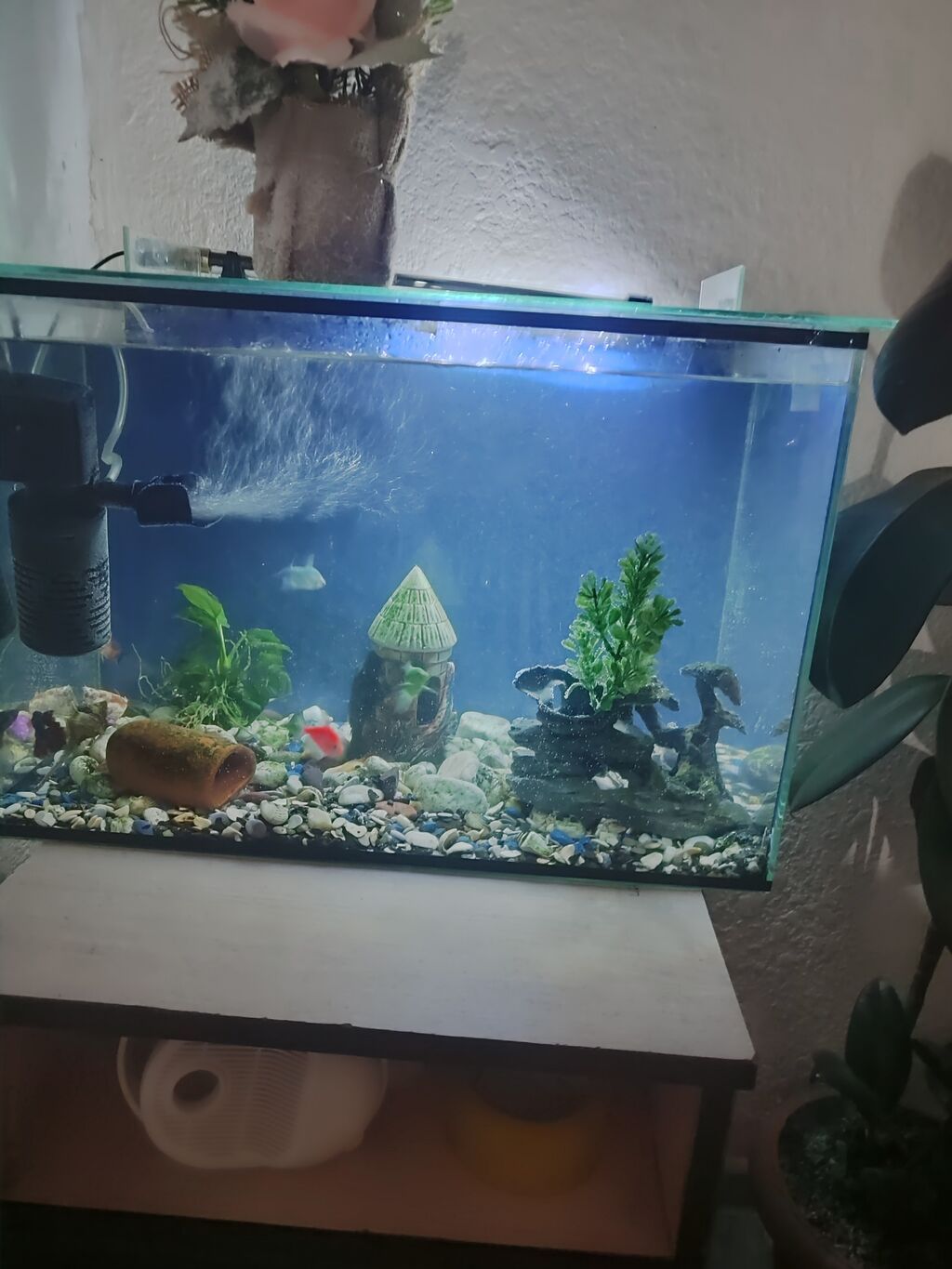 Продам аквариум с рыбками !5рыбок и один Сом. имеется при себе: фото 2